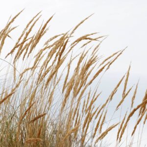 dune-grass